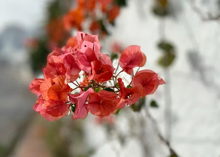 アパート Casa Cecilia ネルハ