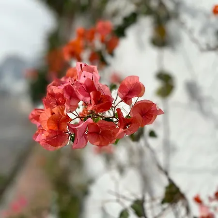 Apartment Casa Cecilia Nerja